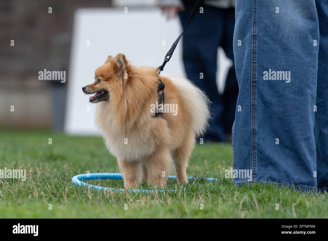 Un adorable chien Poméranien se tient dans un cerceau sur l'herbe Banque D'Images