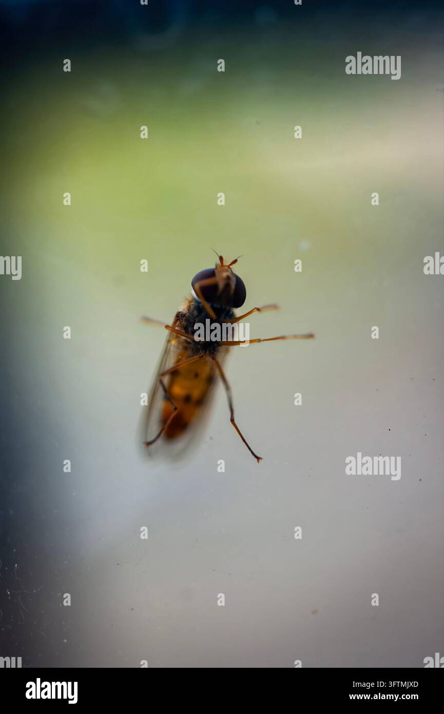 Grossissement d'une mouche volante aux grands yeux composites sombres, à l'abdomen orange et aux ailes translucides reposant sur du verre devant un fond flou Banque D'Images