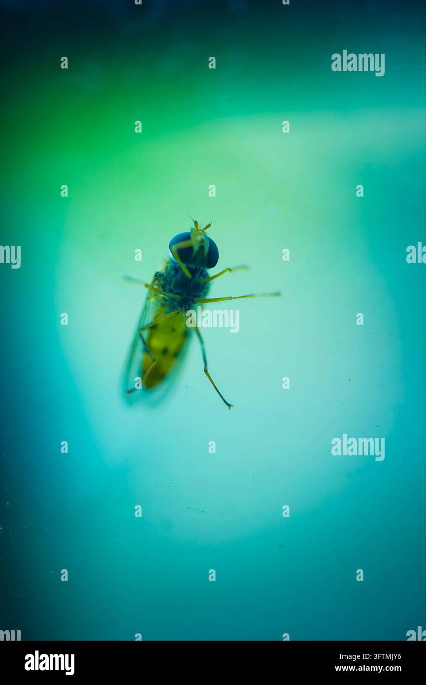 Grossissement d'une mouche volante aux grands yeux composites sombres, à l'abdomen orange et aux ailes translucides reposant sur du verre devant un fond flou Banque D'Images