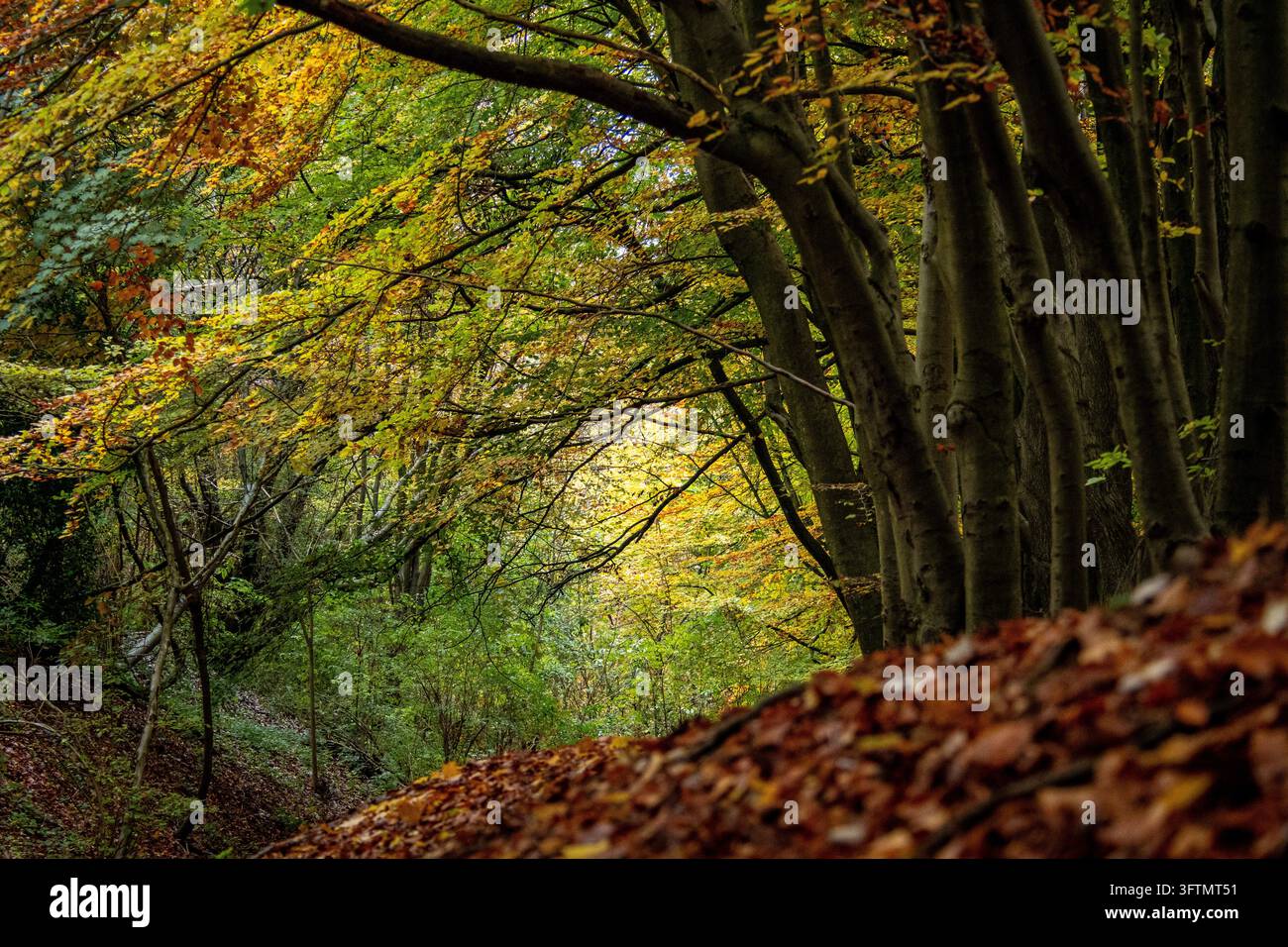 Vue en contre-plongée à travers une forêt de hêtres en automne, avec une canopée dorée baignée de lumière au-dessus, des troncs d'arbres sombres bordant le chemin et un tapis doux et flou Banque D'Images