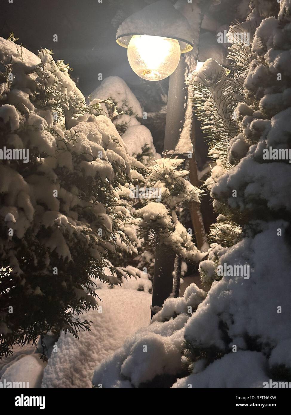 Noël, Nouvel An, branches de sapin enneigées et une lampe de jardin lumineuse la nuit en hiver. - Image de stock capturée avec un smartphone