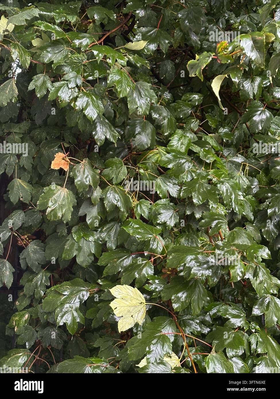 Feuilles d'érable vertes et mouillées après la pluie, fond texturé de feuillage dense. - Image de stock capturée avec un smartphone
