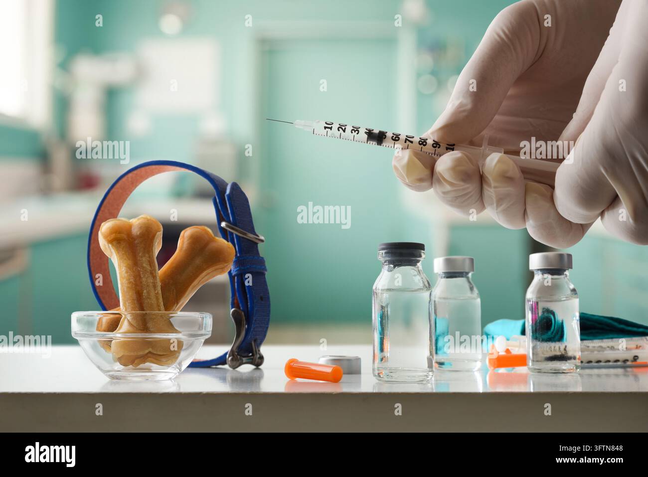 Une main gantée tient une seringue au-dessus de flacons de médicaments, avec des os à mâcher pour chien et un collier disposés sur un comptoir de clinique vétérinaire. Concept de vaccination Banque D'Images