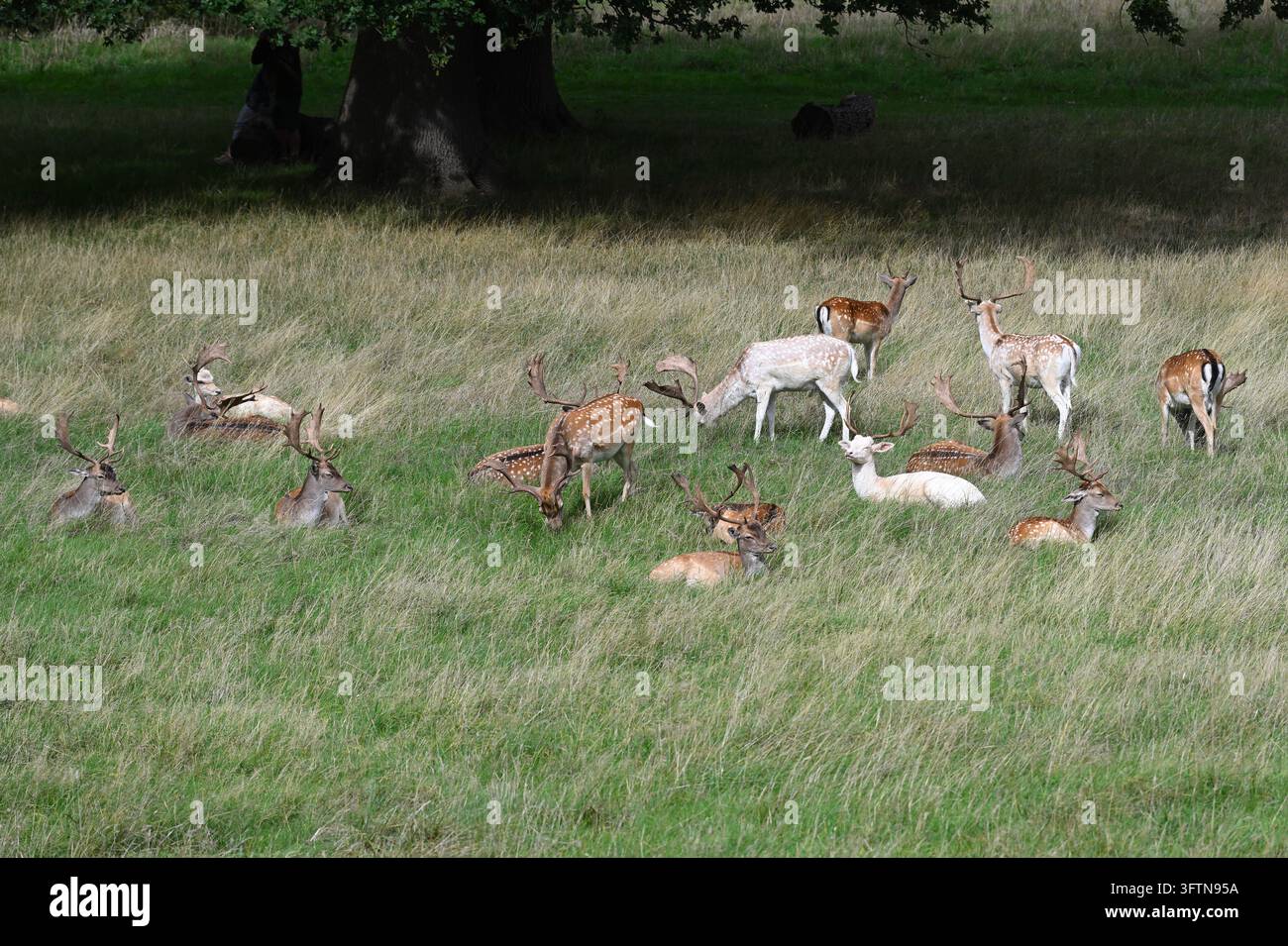 Un troupeau de cerfs dama (Dama dama) en train de brouter dans une parc ouvert au Royaume-Uni en septembre Banque D'Images