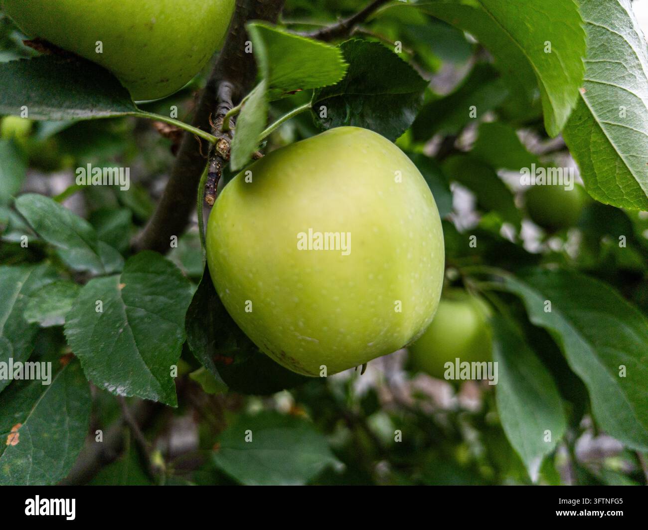 Une pomme verte pend parmi des feuilles vertes luxuriantes sur une branche d'arbre. Le fruit est rond et non mûr, montrant une texture naturelle. Les feuilles environnantes sont vibrantes et Banque D'Images