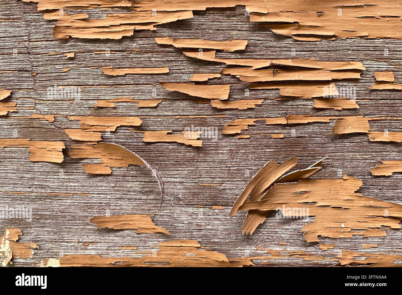 Peinture brun clair écaillée et s'écaillant sur une vieille surface en bois gris patinée, fond texturé abstrait - Image de stock capturée avec un smartphone