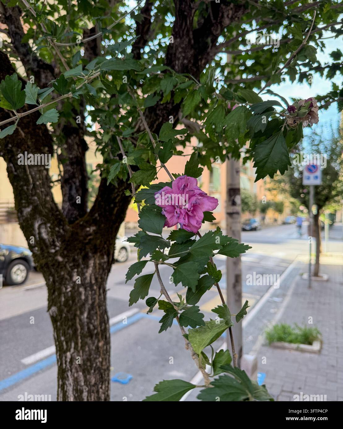 Mauve arboré - Malva arborea - fleurs, Caserte, Italie. Elles bordent les rues de Caserte. Leur longue floraison signifie qu'il y a toujours des fleurs. - Image de stock capturée avec un smartphone