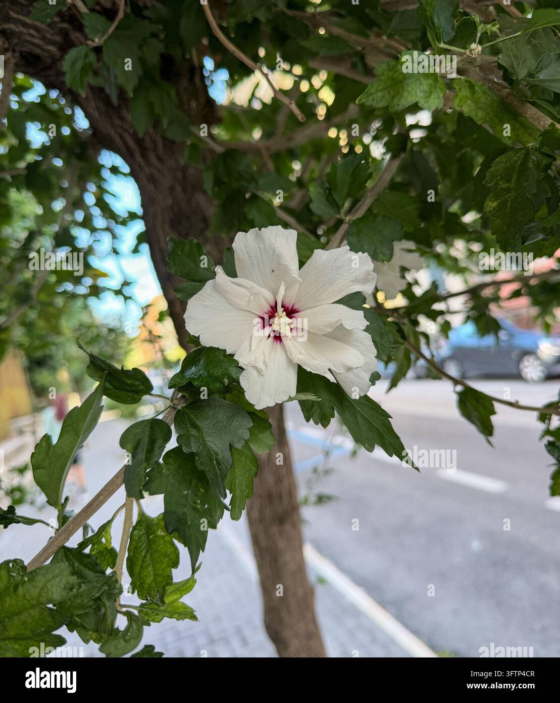 Mauve arboré - Malva arborea - fleurs, Caserte, Italie. Elles bordent les rues de Caserte. Leur longue floraison signifie qu'il y a toujours des fleurs. - Image de stock capturée avec un smartphone