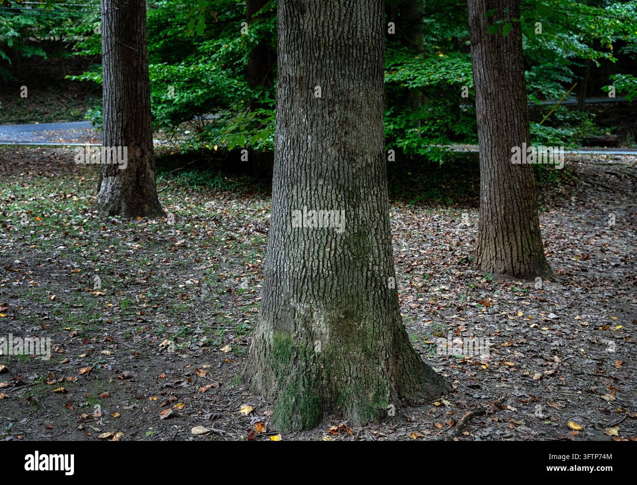 Le tronc droit, brun grisâtre et la base évasée, couverte de mousse, d'un arbre feuillu Banque D'Images