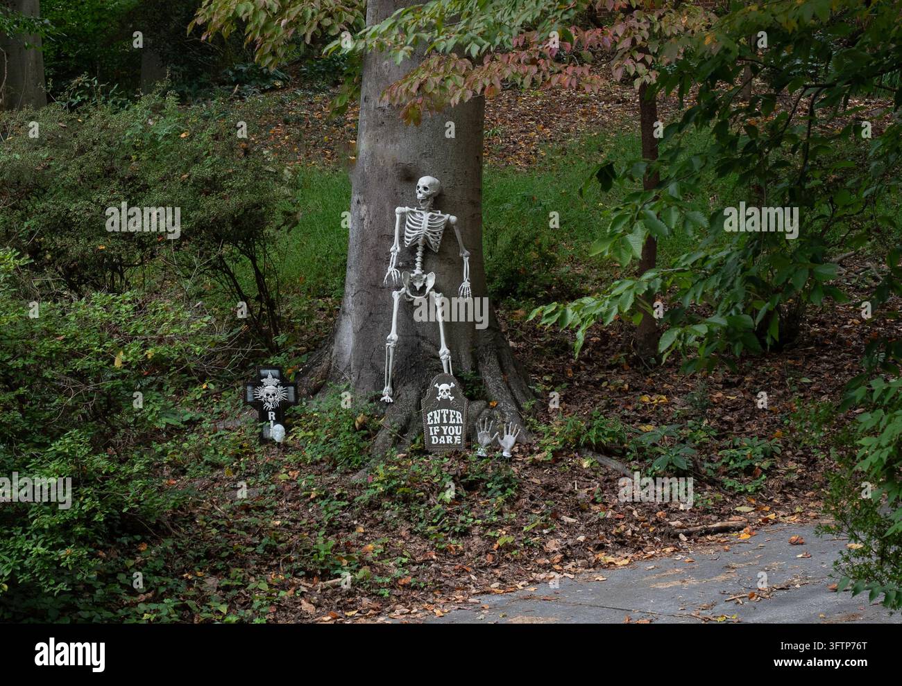 Une décoration squelette humain en plastique articulé grandeur nature adossée contre un tronc d'arbre dans une exposition de cour extérieure Banque D'Images