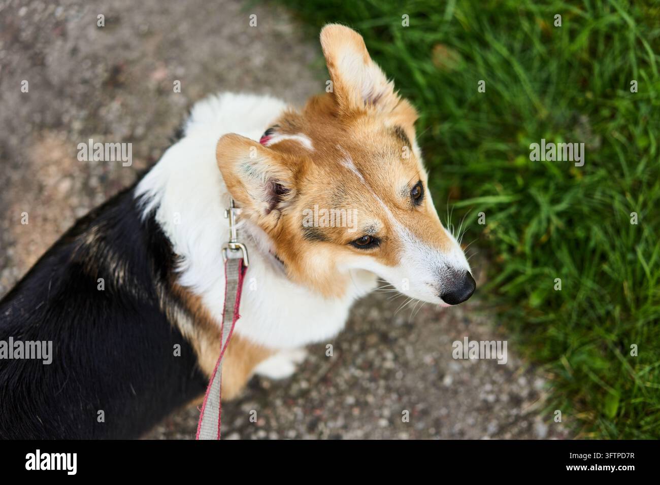 Corgi gallois Pembroke tricolore à la laisse rouge debout sur un chemin de gravier à côté d'une pelouse verte, regardant vers le haut avec une expression alerte et les éléments du collier visibles Banque D'Images