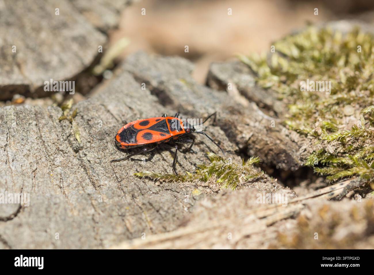 Coccinelle (Pyrrhocoris apterus) aux marques rouge vif et noires rampant sur une souche d'arbre érodée et du bois sec Banque D'Images