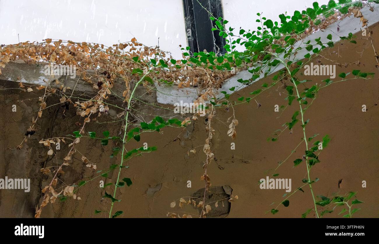 Des lianes de lierre vert grimpent sur un mur en béton érodé. Les feuilles brunes séchées contrastent avec la croissance verte fraîche. Des gouttes de pluie tombent sur le rebord peint en blanc au-dessus. Banque D'Images