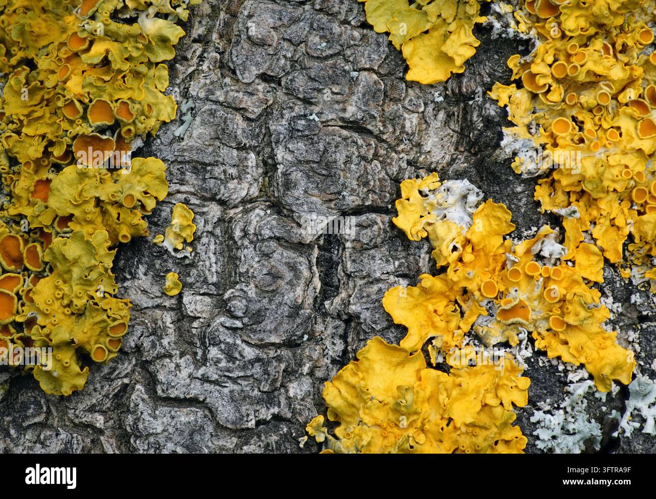 Des lichens jaunes s'étendent sur l'écorce des arbres en plein air, avec une écorce grise et des taches de lichens pâles visibles à la lumière du jour. Banque D'Images