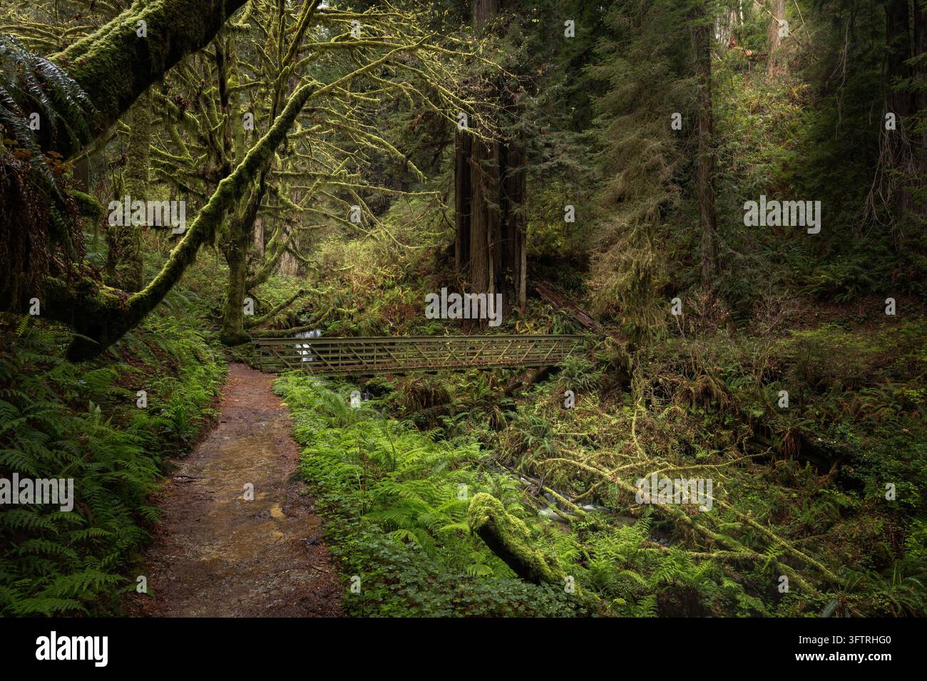 Une photographie de paysage horizontale à grand angle luxuriante capturant un pont piétonnier en bois pittoresque le long du sentier Trillium Falls près d'Orick, Californie Banque D'Images