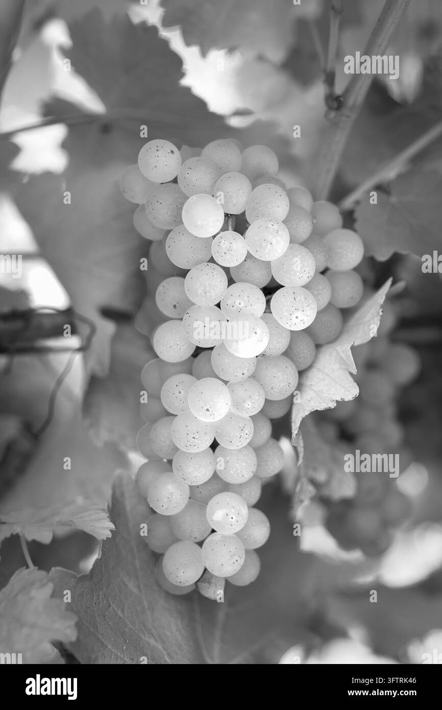 Photographie macro verticale en noir et blanc capturant un groupe dense et lourd de raisins mûrs suspendus dans un vignoble du comté de Lake, en Californie Banque D'Images