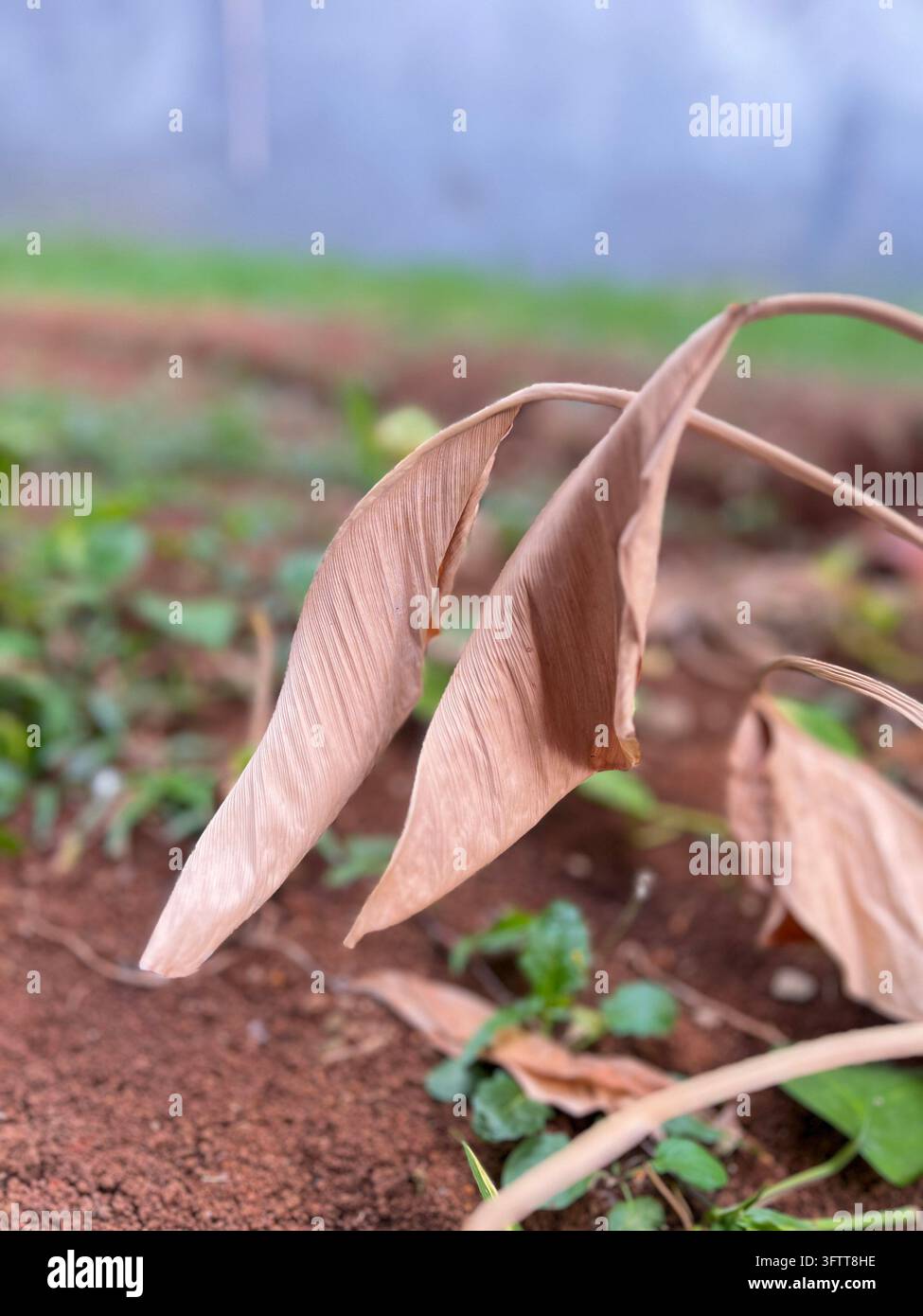 Feuilles lobées palmées fanées et séchées ressemblant à du feuillage de manioc Banque D'Images