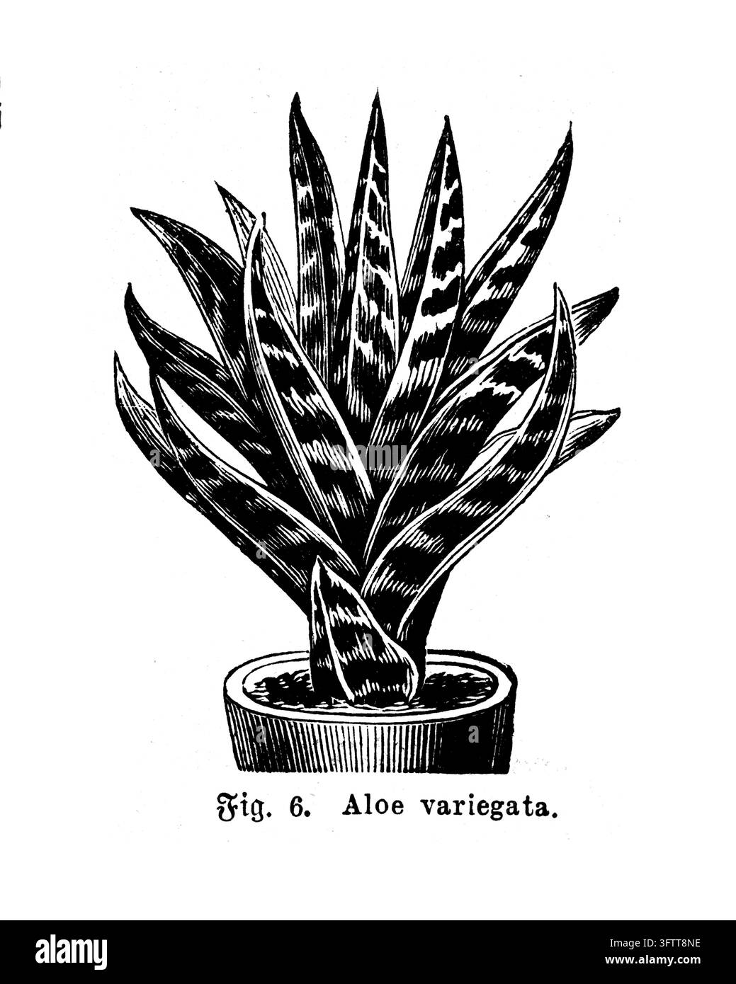 Plante en pot Aloe Variegata, illustration botanique détaillée, fond blanc, gravure du XIXe siècle. Banque D'Images