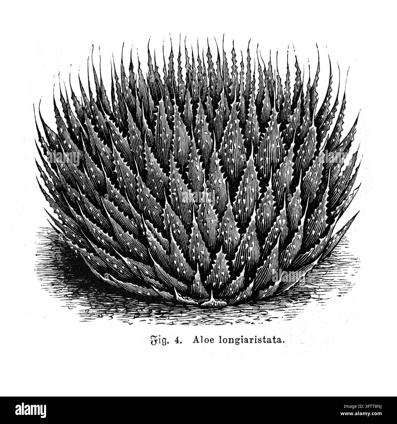 Illustration botanique d'une plante d'Aloe, feuilles succulentes épineuses, fond blanc, gravure du XIXe siècle. Banque D'Images