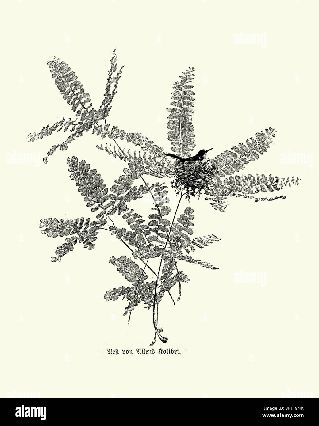 Nid de colibri d’Allen avec oiseau parmi les fougères, illustration d’histoire naturelle, gravure du XIXe siècle. Banque D'Images