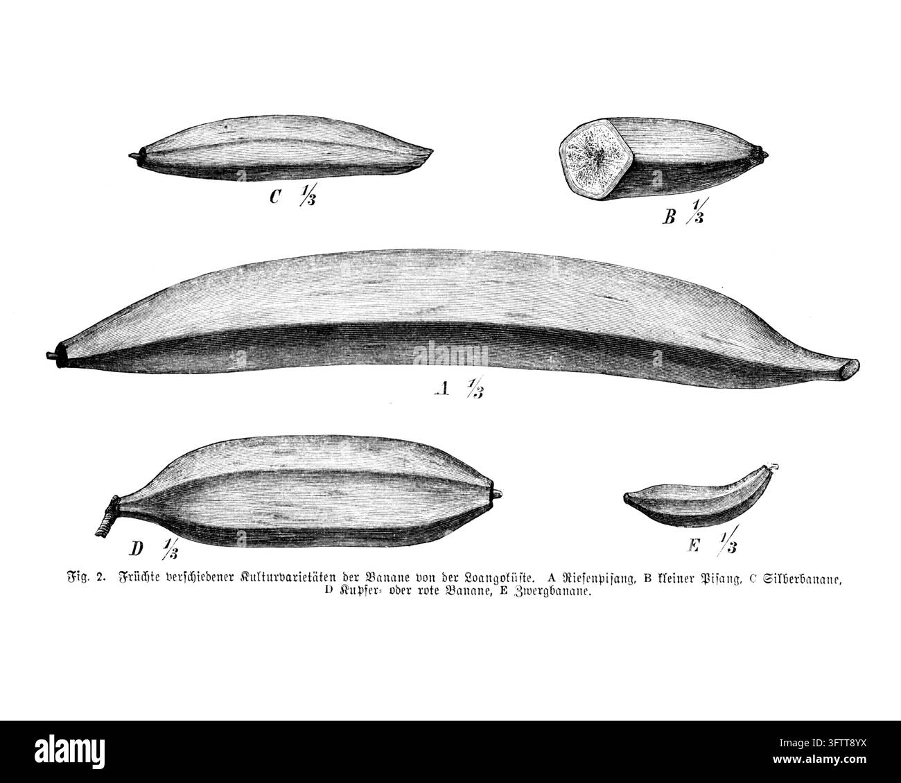 Illustration scientifique des variétés de bananes, différents fruits de bananes plantains et coupe transversale, fond blanc, gravure du XIXe siècle Banque D'Images