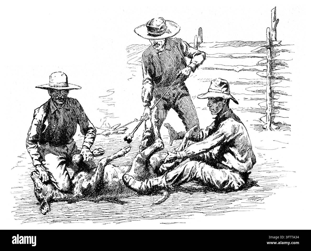Cow-boys marquant un veau dans un paysage aride, scène d'élevage dans l'Ouest américain, gravure du XIXe siècle. Banque D'Images