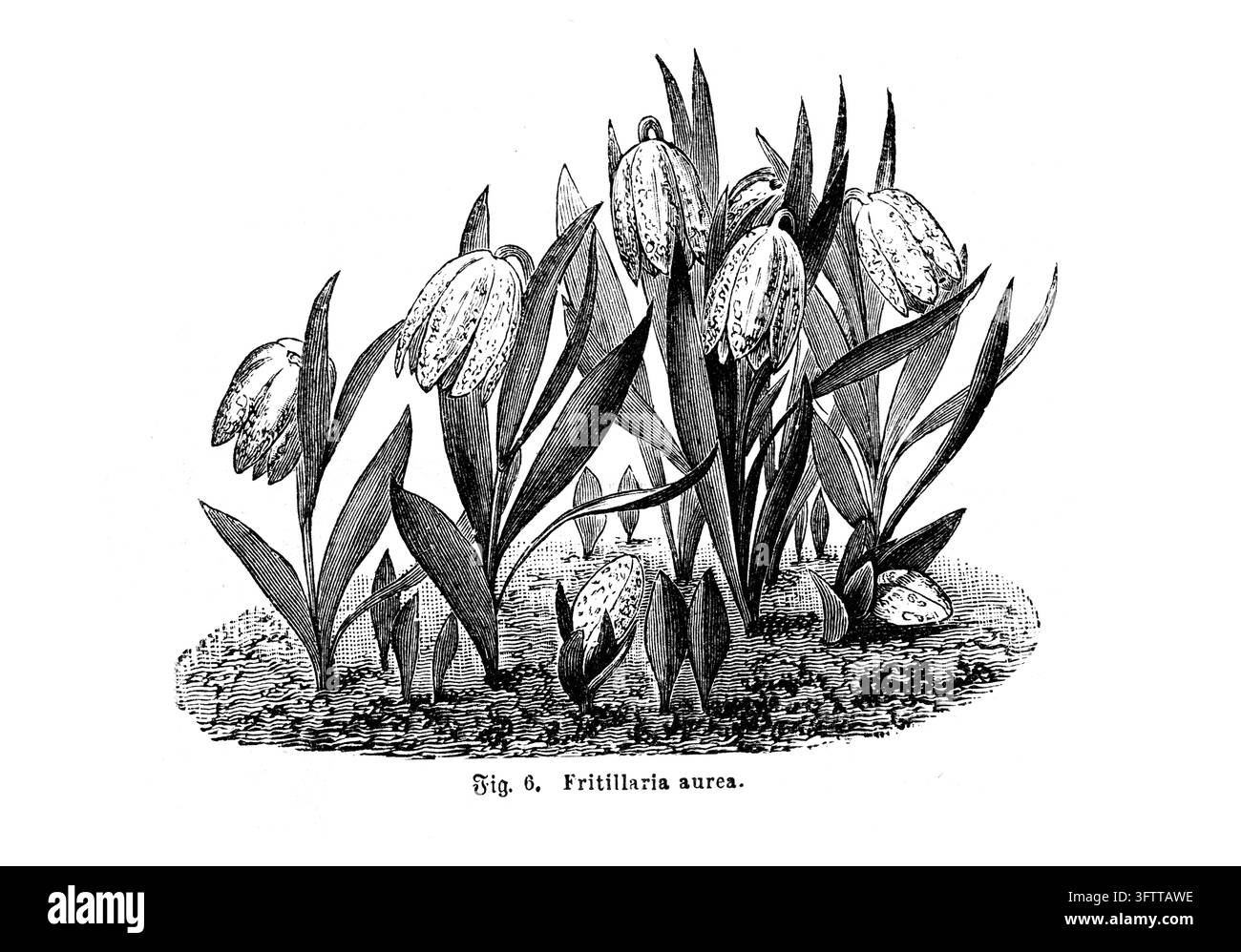 Illustration botanique de Fritillaria Aurea, croissant en terre, fond blanc, gravure du XIXe siècle. Banque D'Images