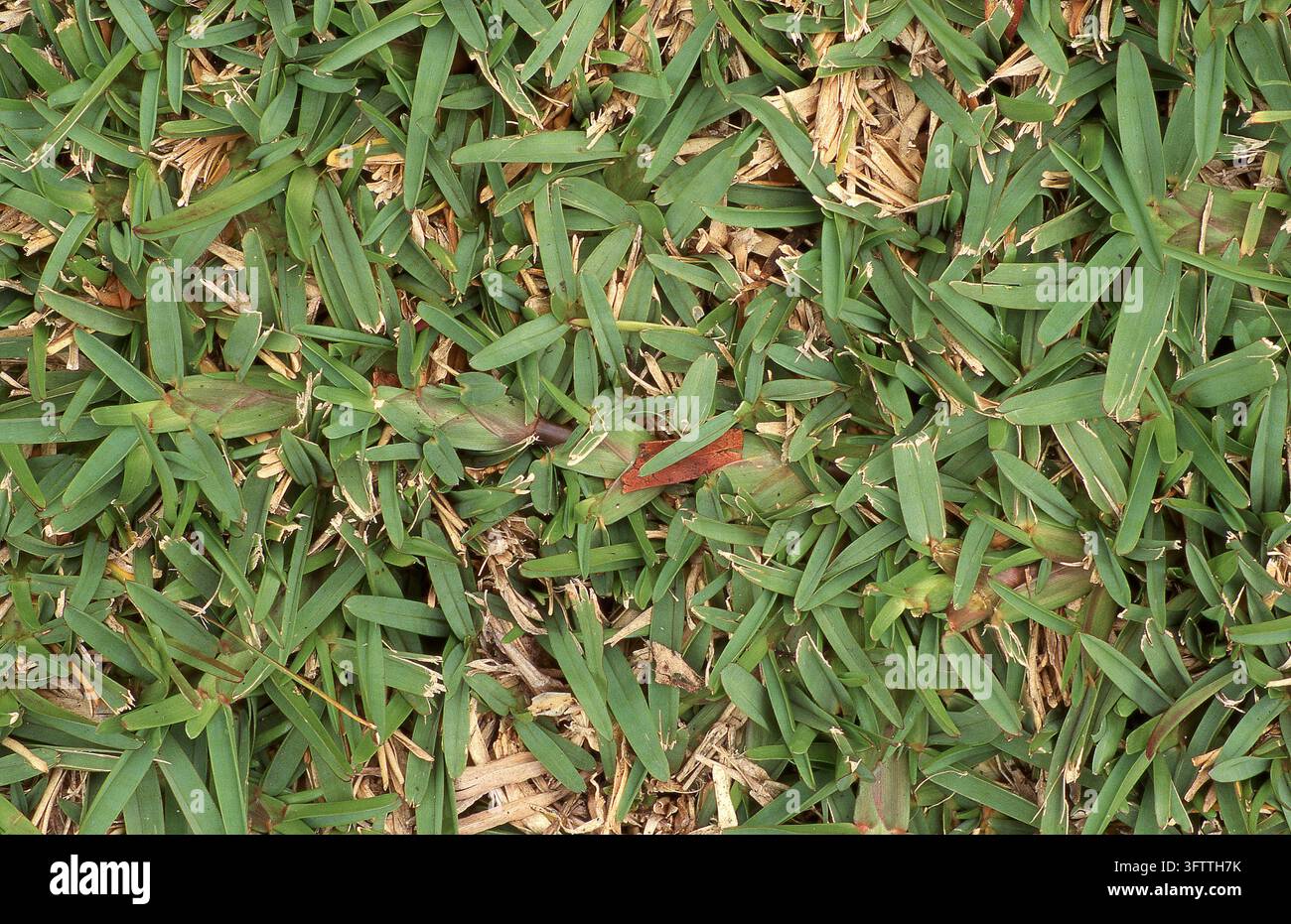 GROS PLAN DE L'HERBE DE ST. AUGUSTIN ÉGALEMENT CONNUE SOUS LE NOM D'HERBE DE BUFFALO OU D'HERBE À GAZON (STENOTAPHRUM SECUNDATUM) AUSTRALIE. Banque D'Images