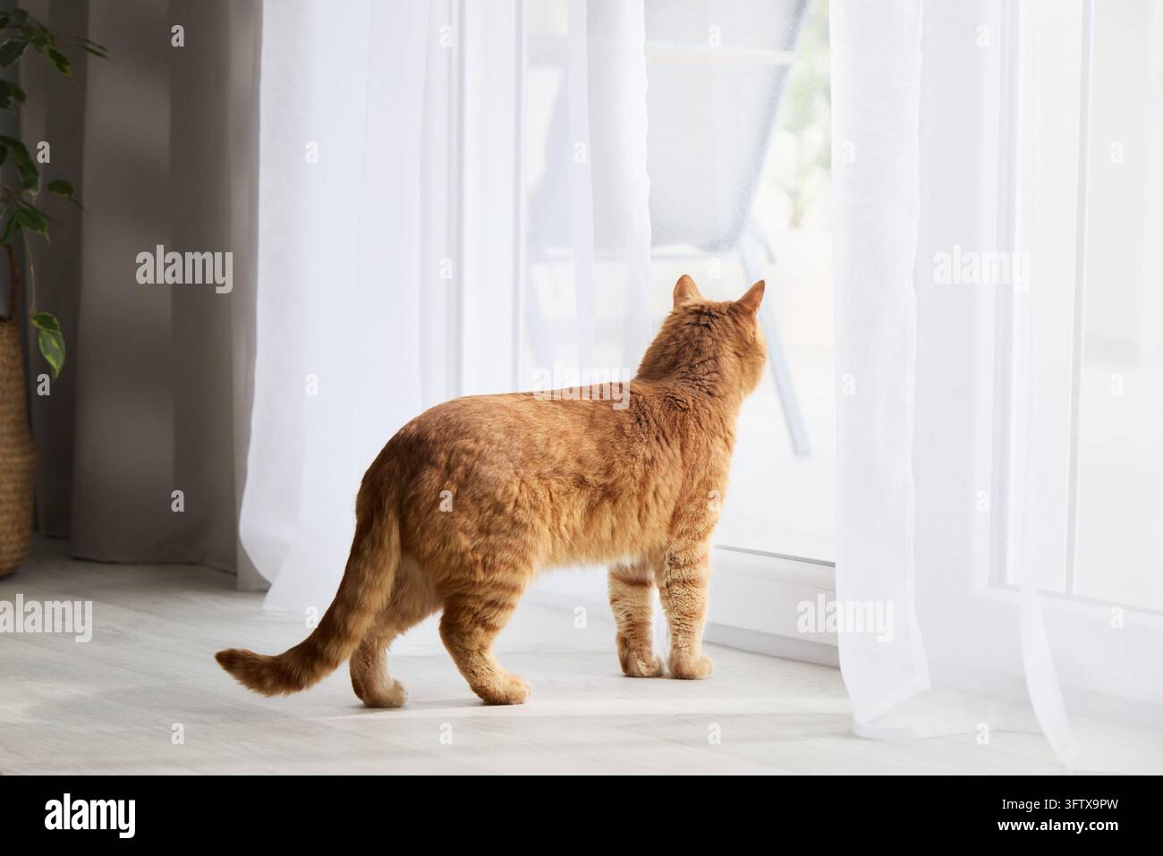 Chat roux tigré debout près d'une grande fenêtre dans un appartement moderne. Scène intérieure paisible capturant la curiosité et la vie quotidienne à la maison. Banque D'Images