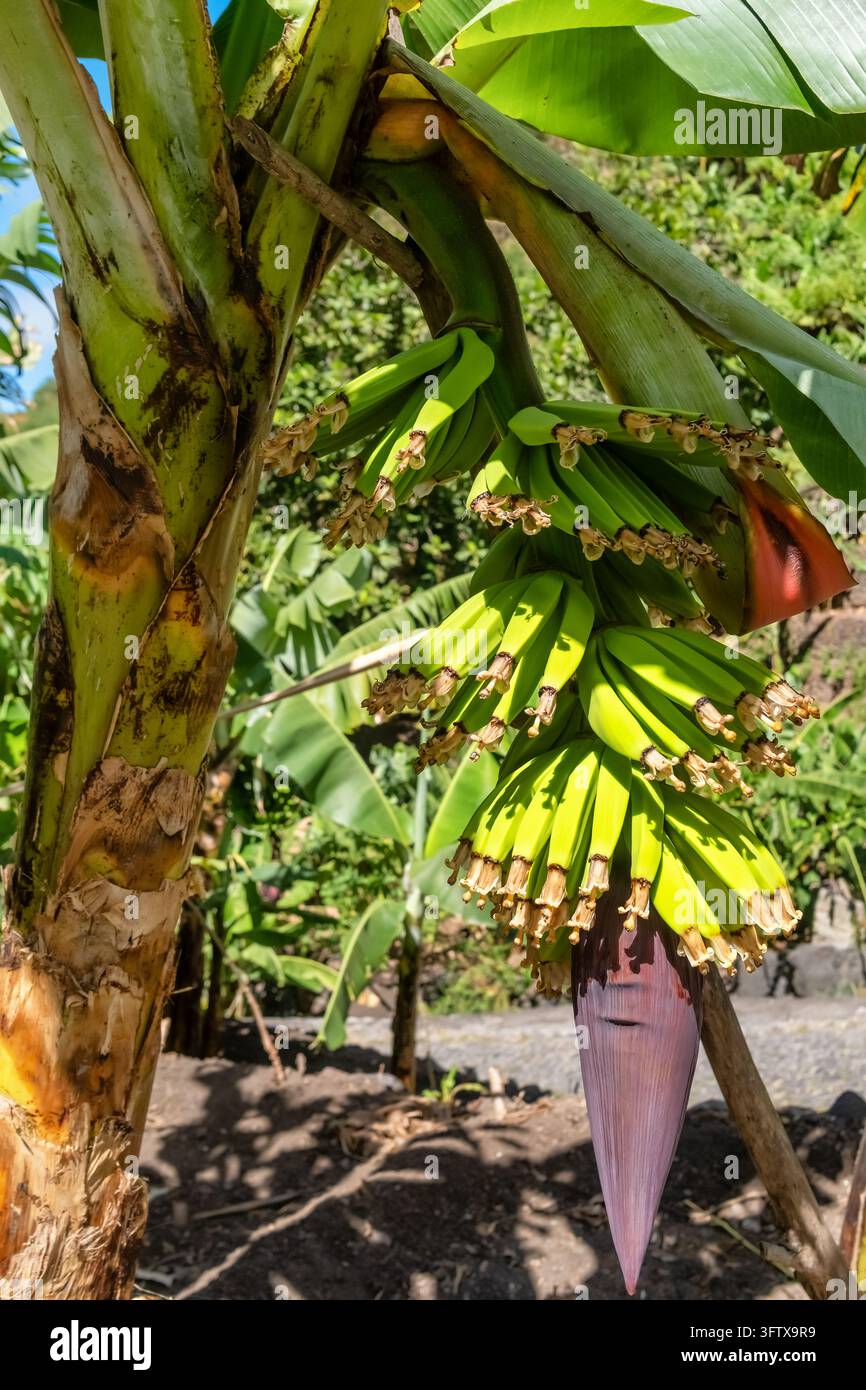 Bananes vertes immatures poussant avec une fleur pourpre sur un arbre, Santo Antao Banque D'Images