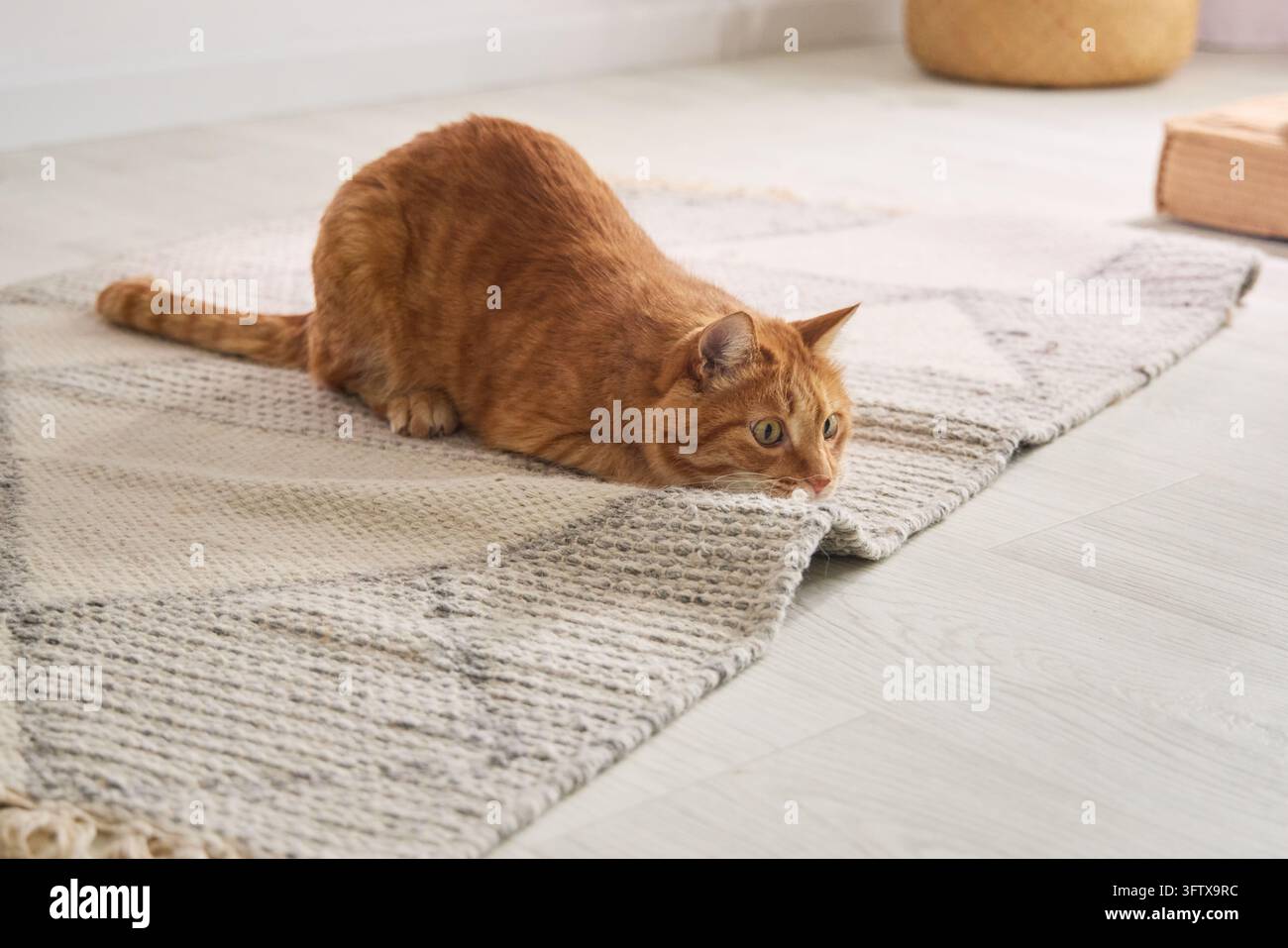 Chat roux tigré accroupi bas sur un tapis doux à l'intérieur d'une maison lumineuse. Une posture de chasse curieuse crée un concept de comportement ludique pour l'animal de compagnie. Banque D'Images