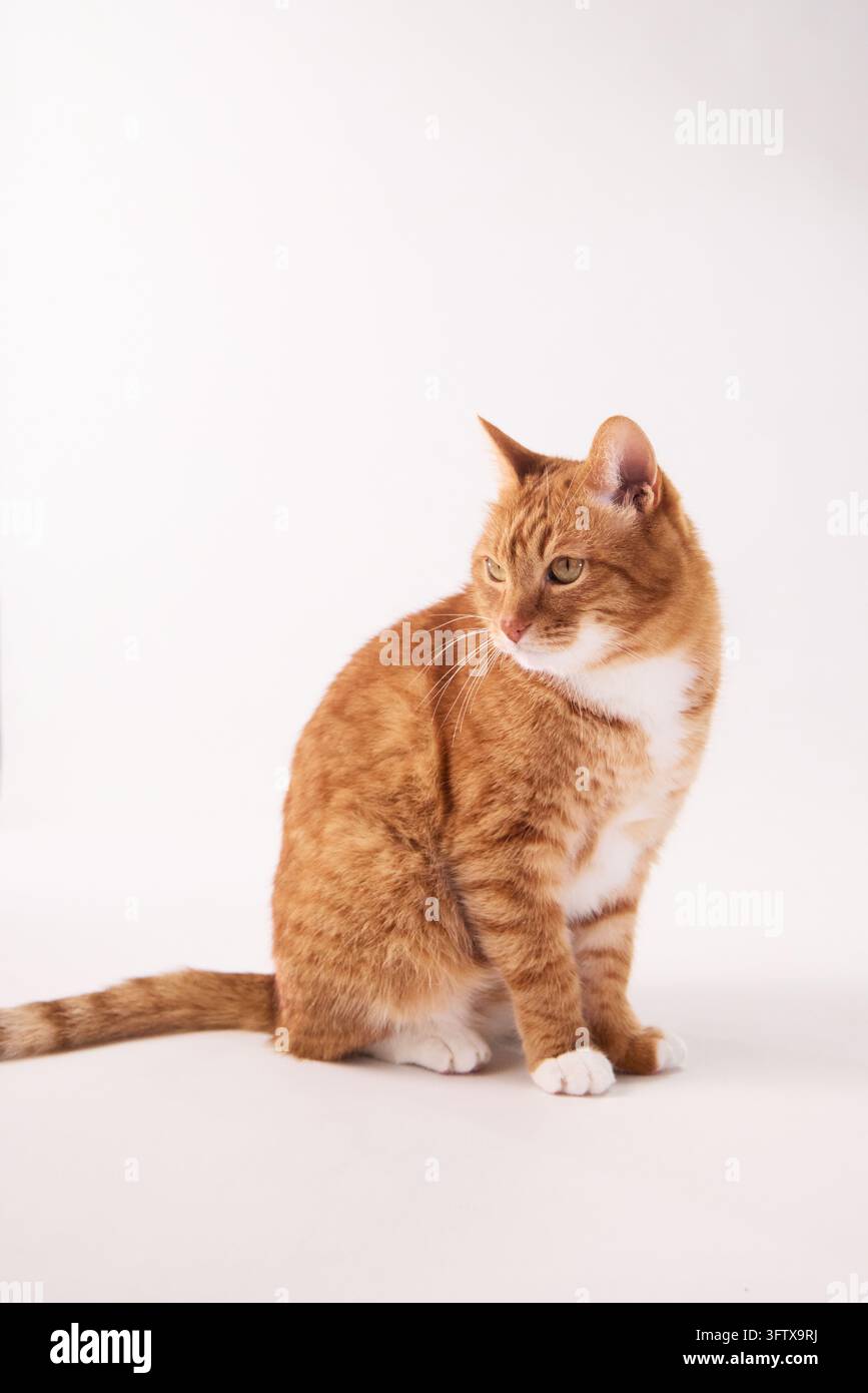 Chat roux tigré assis calmement dans une maison moderne et lumineuse baignée d'une douce lumière naturelle. Un cadre intérieur confortable crée un portrait de mode de vie chaleureux pour animaux de compagnie avec un Banque D'Images