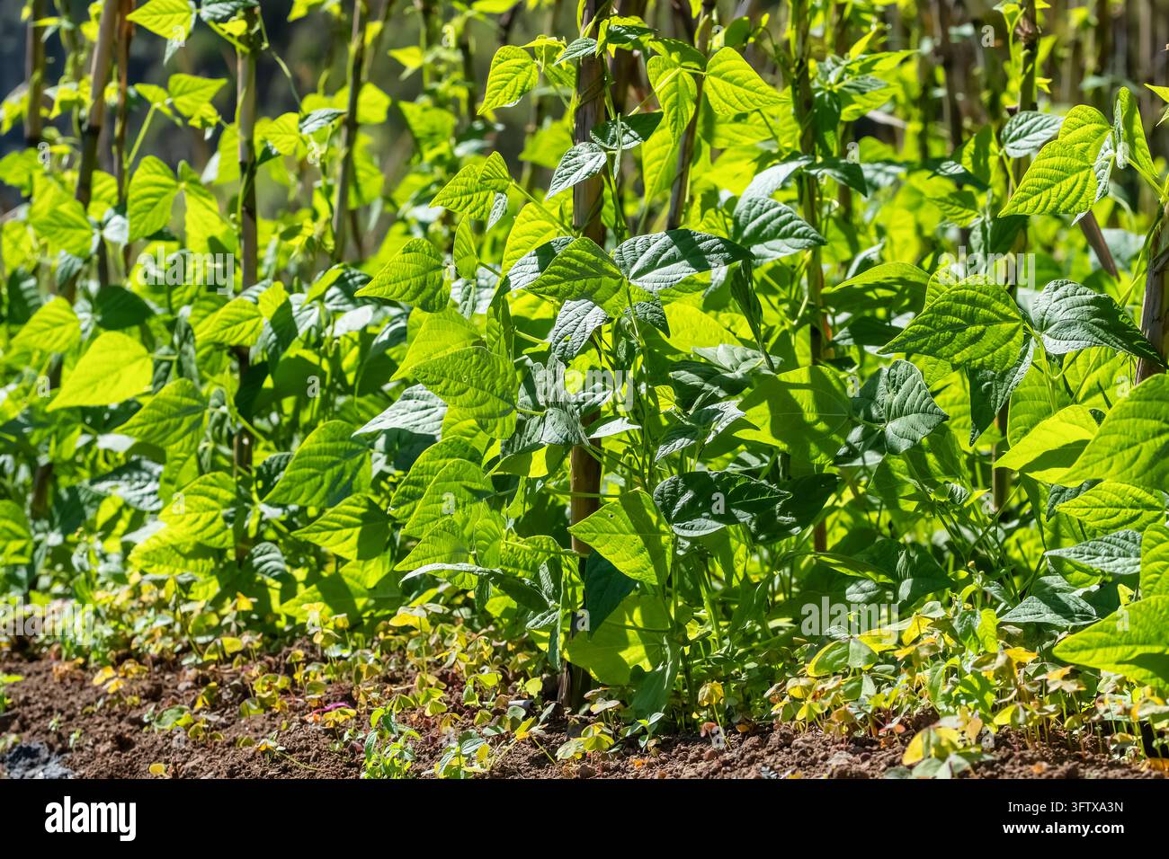 Plantes de haricots verts poussant sur des poteaux en bois à Paul Valley Banque D'Images