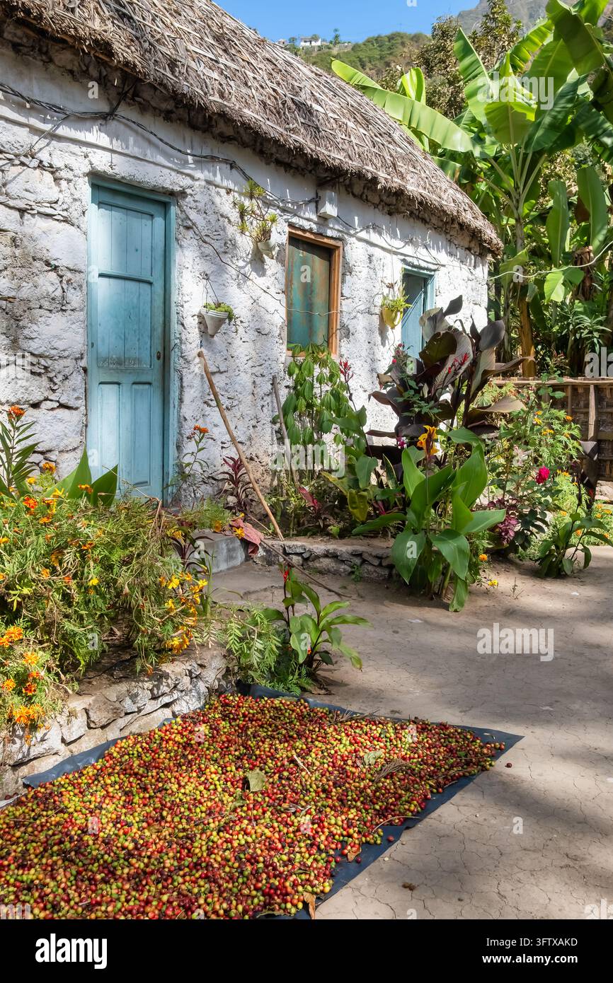 Cerises de café rouges fraîchement récoltées séchant à l'extérieur d'une maison en pierre Banque D'Images