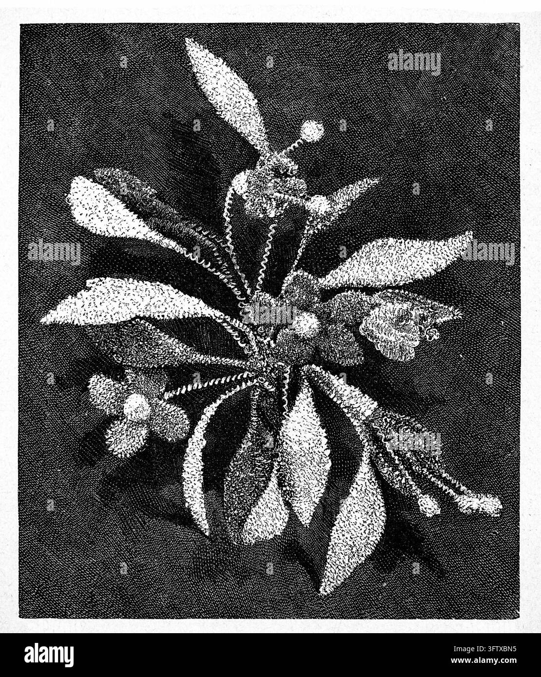 Motif floral complexe avec feuilles et fleurs texturées – Motif de broderie décoratif tiré d'une gravure du XIXe siècle. Banque D'Images