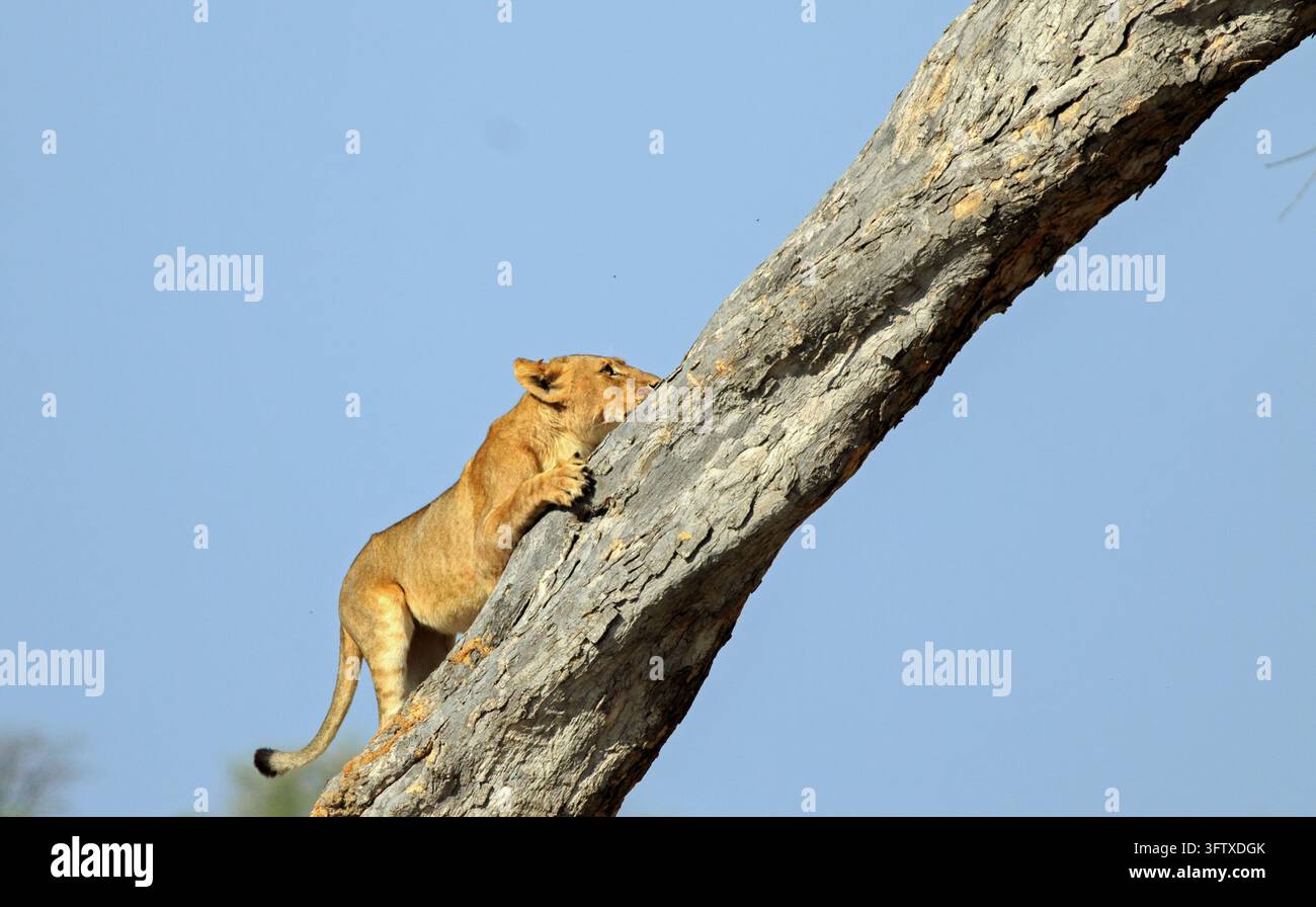 Jeune lionceau essayant d’escalader un grand arbre, c’est un comportement inhabituel pour un lion. Parc national de Hwange, Zimbabwe Banque D'Images