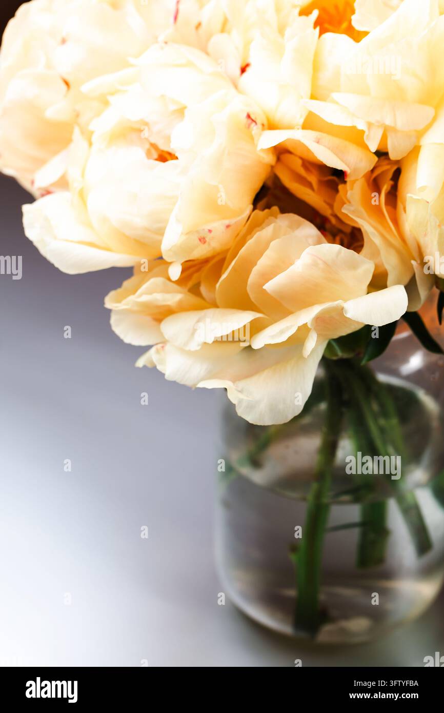 Bouquet de pivoines crème dans un vase en verre, lumière douce Banque D'Images