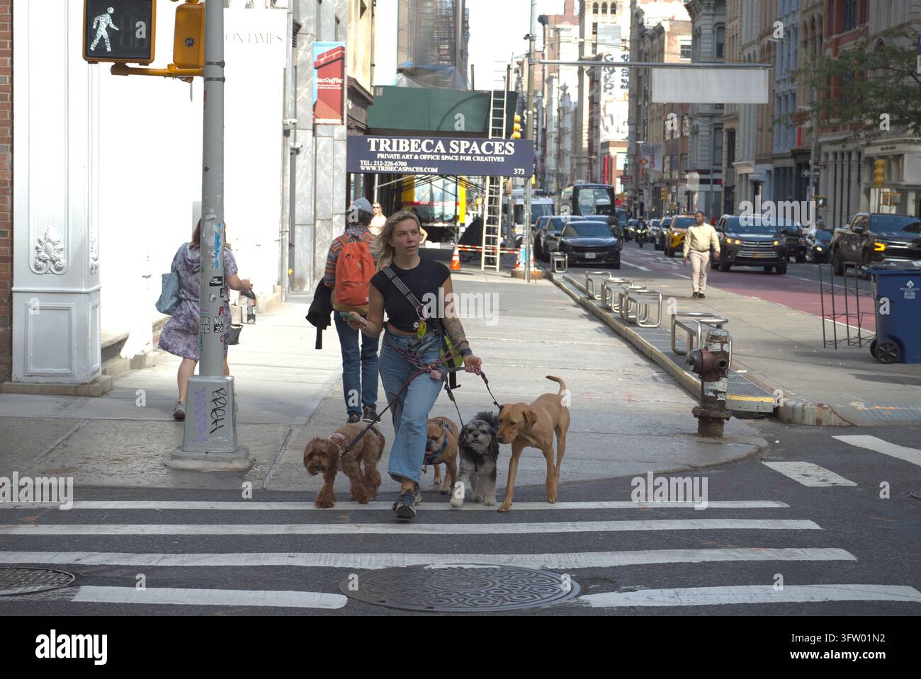 Un promeneur de chiens traverse une rue avec plusieurs chiens à Manhattan, capturant la vie urbaine quotidienne et la demande de soins professionnels pour animaux de compagnie à NYC, Banque D'Images