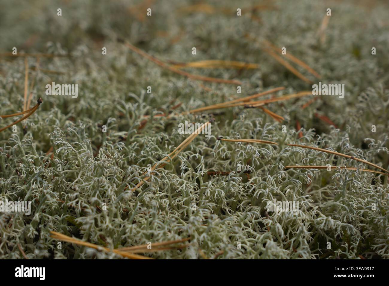 Gros plan de lichen vert pâle et d'aiguilles de pin dispersées sur le sol de la forêt représentant la nature et la croissance organique Banque D'Images