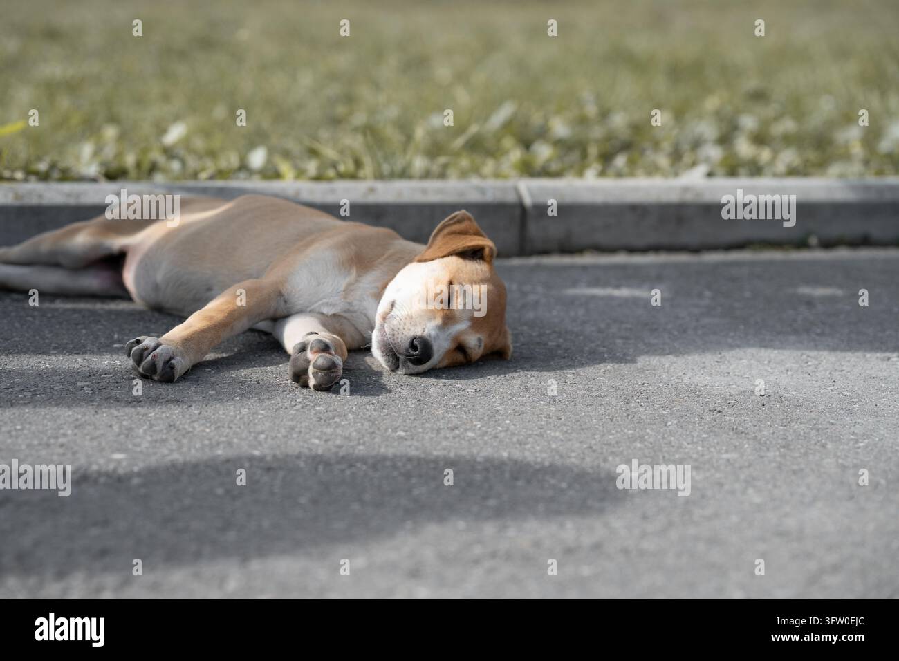 Chiot sans abri allongé sur un trottoir chaud lors d'une journée d'été. Concept de refuge pour animaux, soins vétérinaires et protection des animaux. Banque D'Images