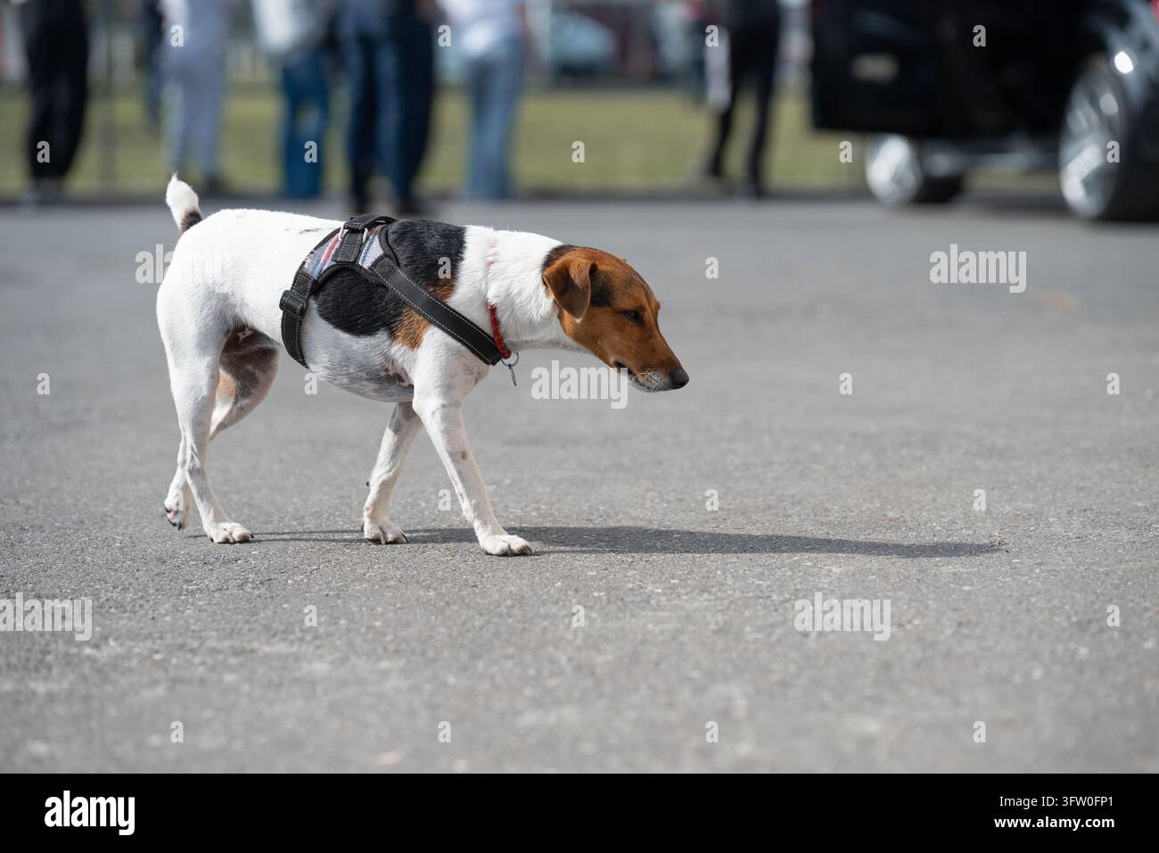 Chien solitaire sur une route urbaine avec des foules et de la circulation floues en arrière-plan. Animal perdu, danger des animaux errants et concept de bien-être social. Banque D'Images