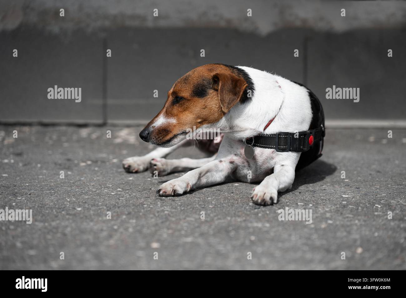 Chien stressé ou protecteur couché sur un sol en béton en plein air. Concept de fatigue des animaux de compagnie urbains, du comportement animal et des soins vétérinaires avec espace de copie. Banque D'Images