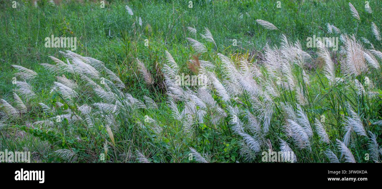 Plumes de fleurs de Saccharum spontaneum se balançant dans le vent d'automne le long d'une berge à Tainan, à Taïwan, entourées d'une herbe verte luxuriante. Banque D'Images