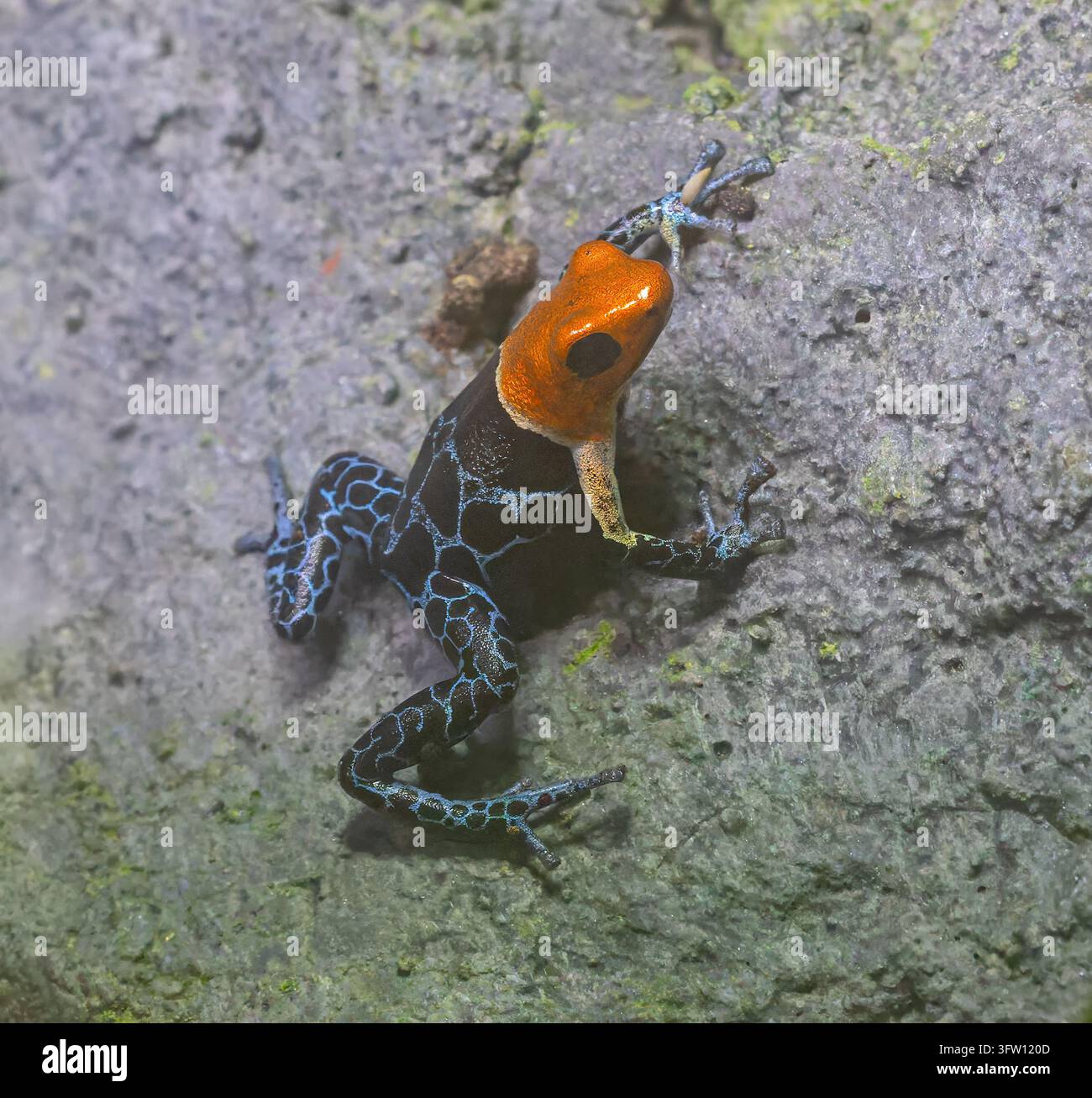 Vue rapprochée d'une grenouille venimeuse à tête rouge (Ranitomeya fantastica) Banque D'Images