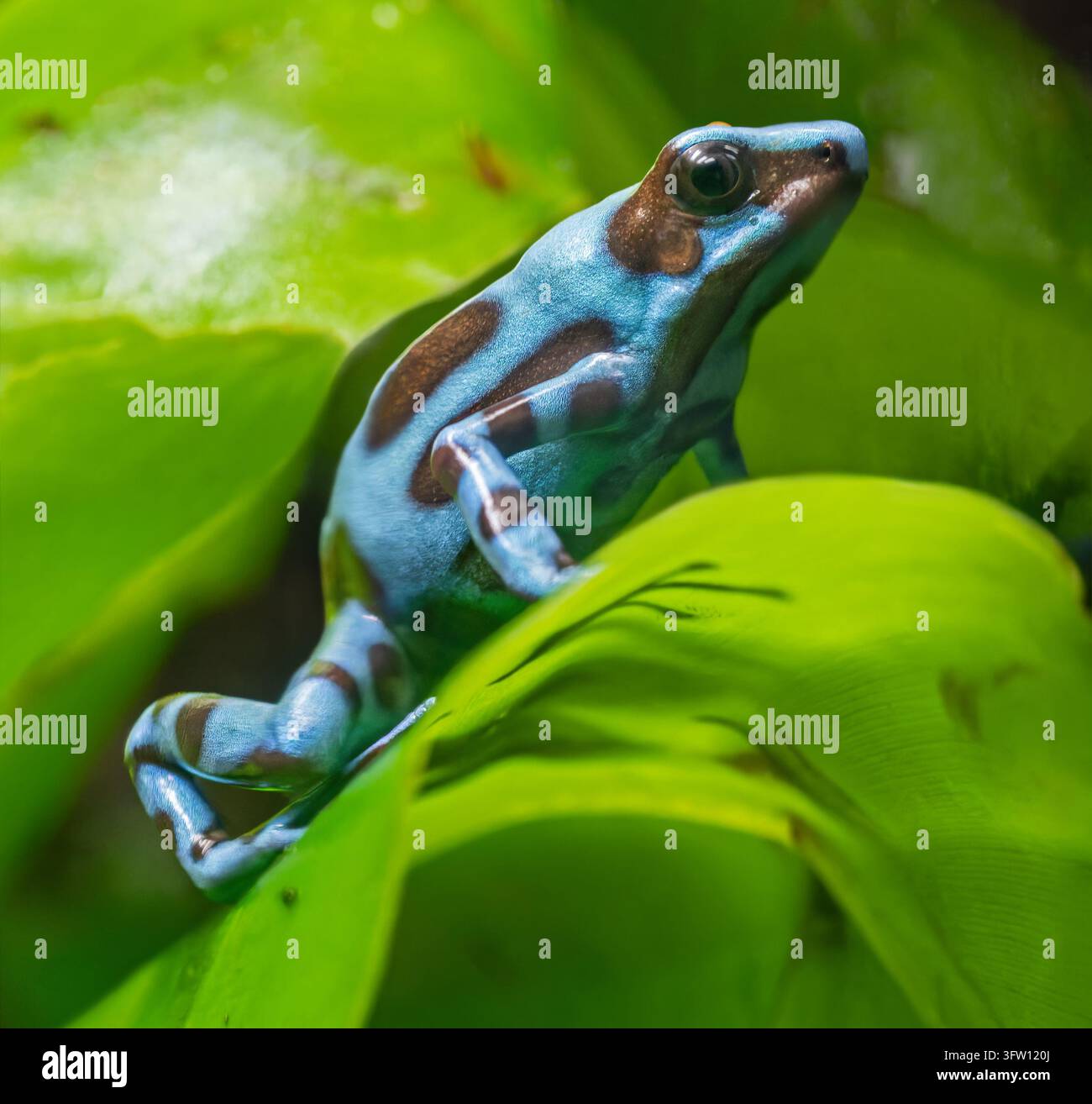 Vue rapprochée d'une grenouille poison verte et noire (Dendrobates auratus) Banque D'Images