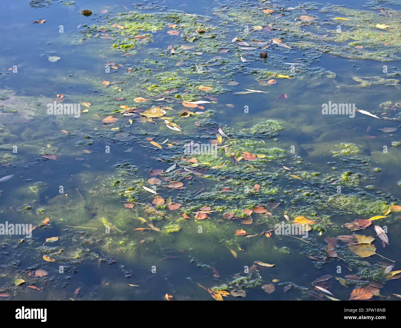 Texture abstraite naturelle de feuilles d'automne tombées et d'algues vertes flottant à la surface tranquille d'un étang - Image de stock capturée avec un smartphone