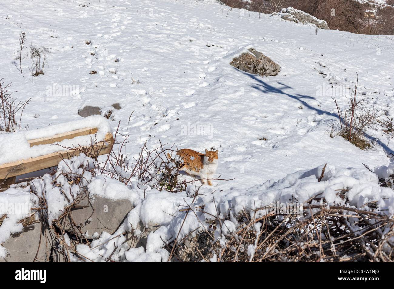 Albanie, Boge 2026 01 12 : Un chat roux debout dans la neige profonde d'un paysage montagneux, prise de vue au niveau des yeux. Banque D'Images