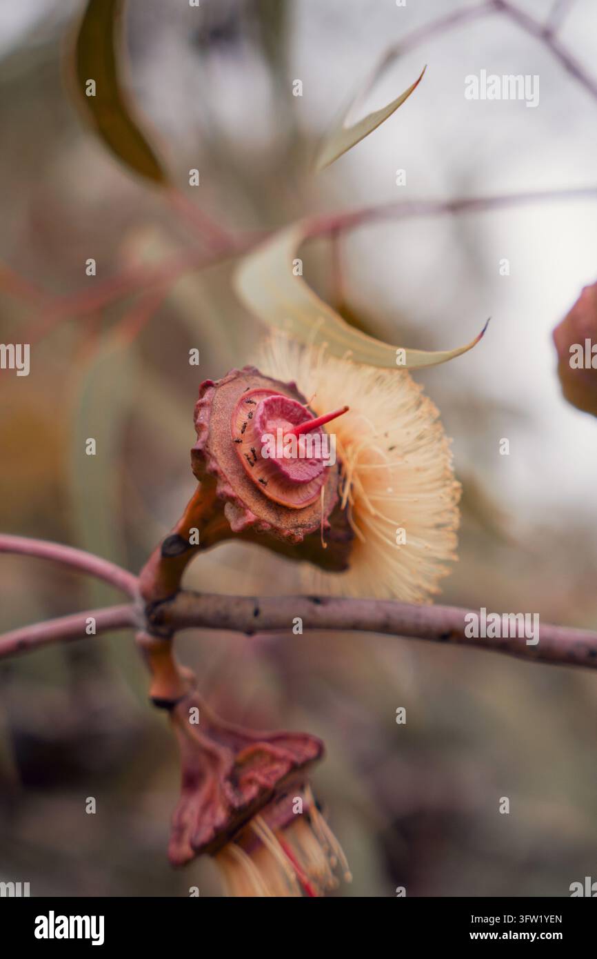Fleur de gumnut d'eucalyptus avec fourmis sur le disque central rose, macro botanique à Perth Banque D'Images