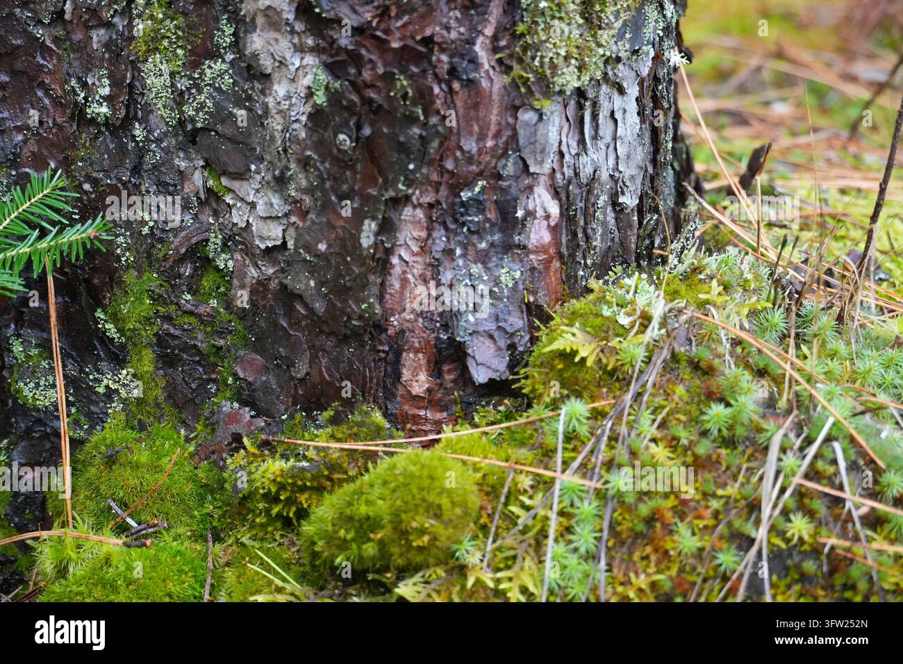 Vue rapprochée d'une écorce de pin rugueuse recouverte de mousse verte et de lichens pâles à la base d'un arbre avec des aiguilles de pin et une végétation forestière basse Banque D'Images