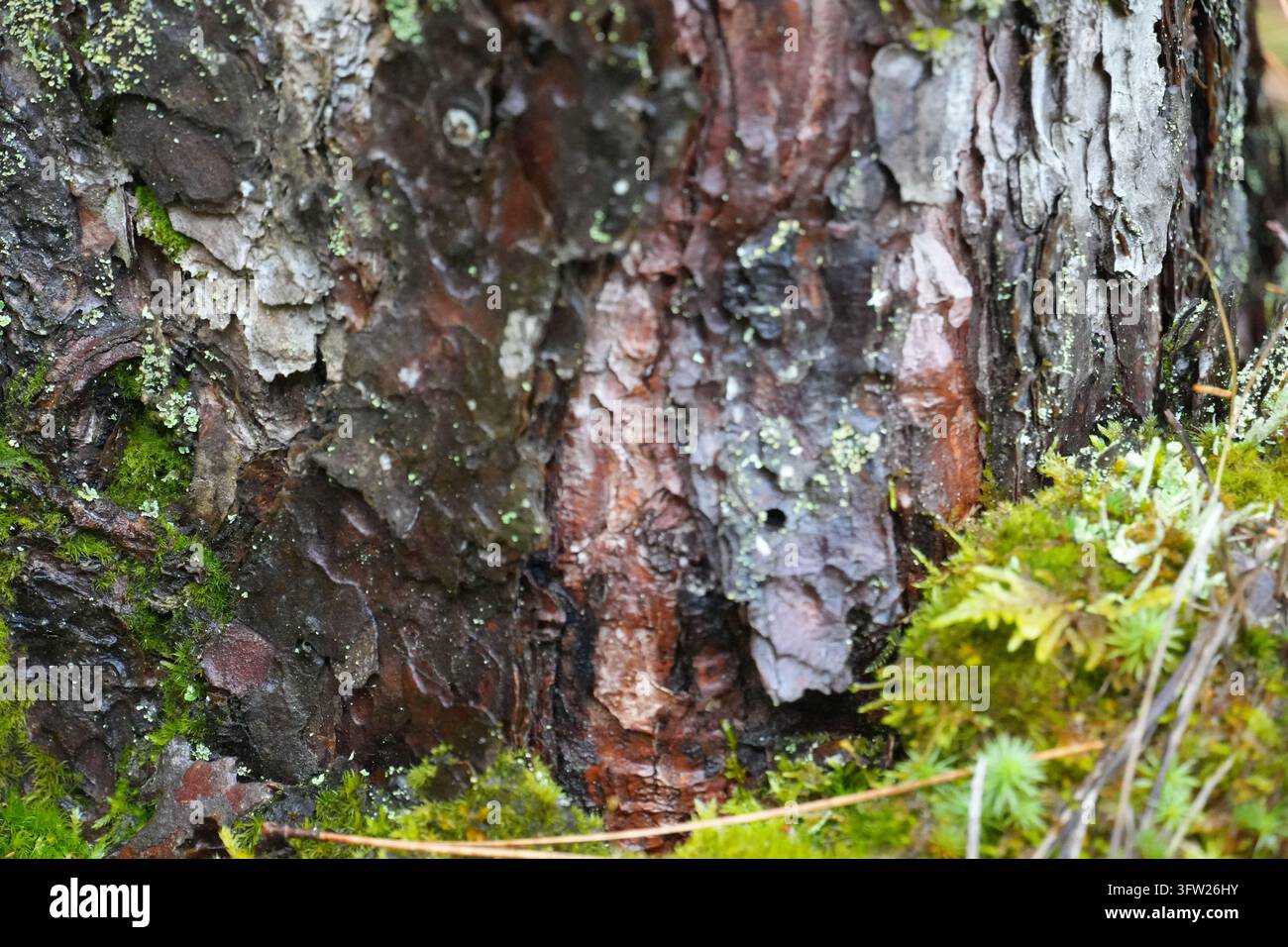 Macro gros plan d'écorce de pin rugueuse avec de la mousse verte et des lichens pâles poussant à travers la surface texturée du tronc dans un environnement forestier humide Banque D'Images